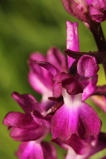 Anacamptis laxiflora subsp. dinsmorei / Dinsmore's Orchid, Israel,  Binyamina-Giv'at Ada 20.3.2018 (Photo: Jan & Liesbeth Essink)