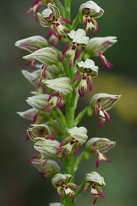 Orchis galilaea \ Galiläa-Knabenkraut, Israel,  Mount Carmel 4.3.2017 (Photo: Helmut Presser)