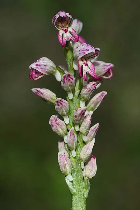 Orchis galilaea \ Galiläa-Knabenkraut, Israel,  Mount Carmel 4.3.2017 (Photo: Helmut Presser)