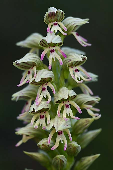 Orchis galilaea \ Galiläa-Knabenkraut / Galilee Orchid, Israel,  Mount Carmel 4.3.2017 (Photo: Helmut Presser)