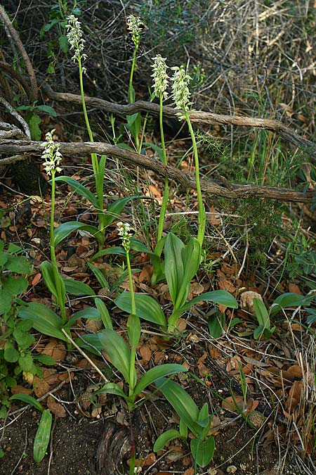 Orchis galilaea \ Galiläa-Knabenkraut, Israel,  Mount Carmel 4.3.2017 (Photo: Helmut Presser)