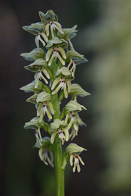 Orchis galilaea \ Galiläa-Knabenkraut, Israel,  Mount Carmel 4.3.2017 (Photo: Helmut Presser)