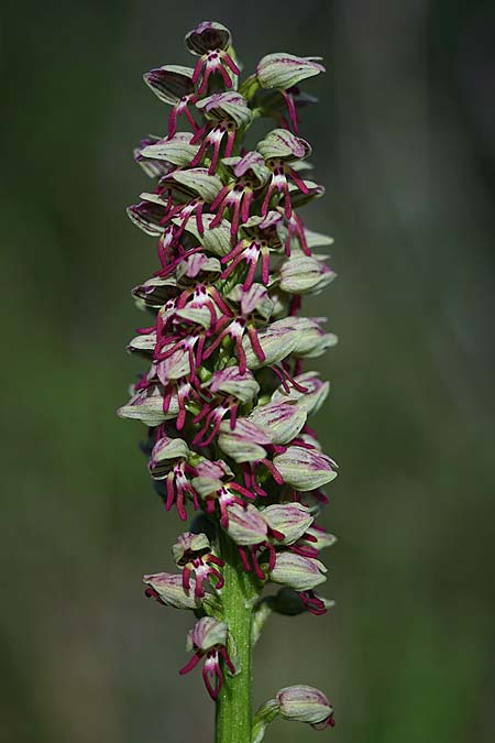 Orchis galilaea \ Galiläa-Knabenkraut, Israel,  Mount Carmel 4.3.2017 (Photo: Helmut Presser)