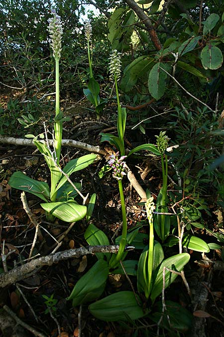 Orchis galilaea \ Galiläa-Knabenkraut / Galilee Orchid, Israel,  Mount Carmel 4.3.2017 (Photo: Helmut Presser)