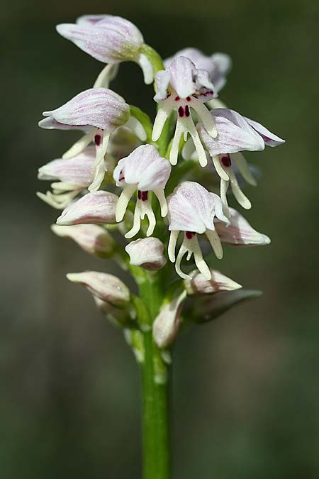 Orchis galilaea \ Galiläa-Knabenkraut, Israel,  Mount Carmel 4.3.2017 (Photo: Helmut Presser)