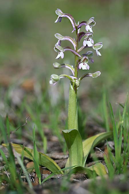 Anacamptis israelitica \ Israelisches Knabenkraut / Israeli Orchid, Israel,  Nord-/Northern Israel 27.2.2017 (Photo: Helmut Presser)