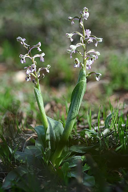 Anacamptis israelitica \ Israelisches Knabenkraut, Israel,  Nord- Israel 27.2.2017 (Photo: Helmut Presser)