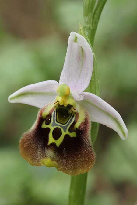 Ophrys holoserica subsp. libanotica \ Libanon-Hummel-Ragwurz / Libanon Late Spider Bee Orchid, Israel,  Kibbutz HaSolelim 28.3.2018 (Photo: Jan & Liesbeth Essink)