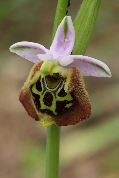 Ophrys oblita \ Vergessene Ragwurz / Forgotten Bee Orchid, Israel,  Kibbutz HaSolelim 21.3.2018 (Photo: Jan & Liesbeth Essink)
