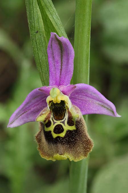 Ophrys oblita / Forgotten Bee Orchid, Israel,  Kibbutz HaSolelim 21.3.2018 (Photo: Jan & Liesbeth Essink)