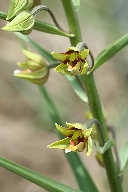 Epipactis veratrifolia subsp. oaseana \ Germerblättrige Ständelwurz / Scarce Marsh Helleborine, Israel,  Totes Meer Westküste /  Dead Sea West Coast 3.3.2017 (Photo: Helmut Presser)