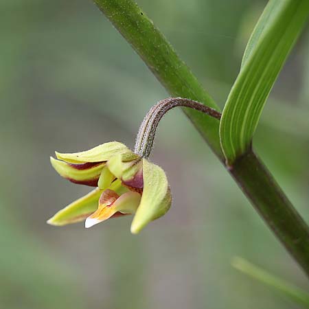 Epipactis veratrifolia subsp. oaseana \ Germerblättrige Ständelwurz / Scarce Marsh Helleborine, Israel,  Totes Meer Westküste /  Dead Sea West Coast 3.3.2017 (Photo: Helmut Presser)