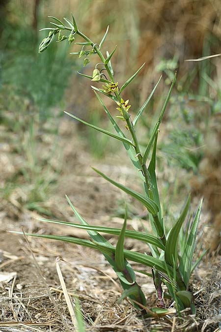 Epipactis veratrifolia subsp. oaseana \ Germerblättrige Ständelwurz / Scarce Marsh Helleborine, Israel,  Totes Meer Westküste /  Dead Sea West Coast 3.3.2017 (Photo: Helmut Presser)