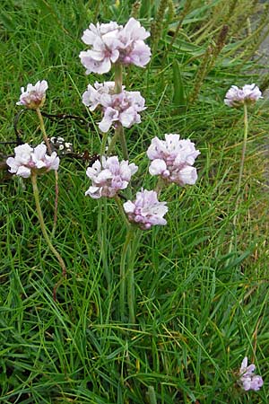 Armeria maritima subsp. maritima \ Strand-Grasnelke / Thrift, Sea Pink, IRL County Galway, Kinvarra 14.6.2012