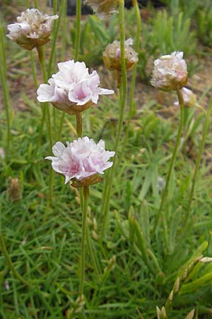 Armeria maritima subsp. maritima \ Strand-Grasnelke / Thrift, Sea Pink, IRL Burren, Fanore 15.6.2012