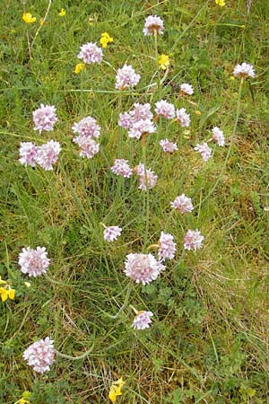 Armeria maritima subsp. maritima \ Strand-Grasnelke / Thrift, Sea Pink, IRL Donegal Airport 18.6.2012