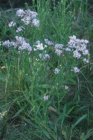 Tripolium pannonicum subsp. tripolium \ Meer-Aster, Strand-Aster / Sea Aster, IRL Rosslare 8.8.2005