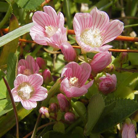 Lysimachia tenella \ Zarter Gauchheil / Bog Pimpernel, IRL County Galway, Lough Corrib 17.6.2012