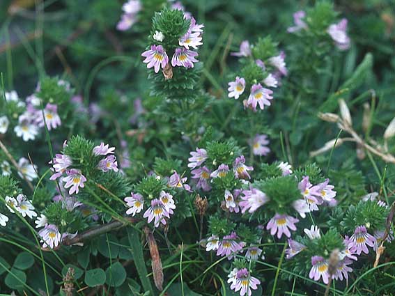 Euphrasia arctica subsp. borealis ? \ Nrdlicher Augentrost / Northern Eyebright, IRL Doolin 9.8.2005