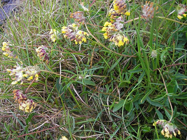 Anthyllis vulneraria subsp. vulneraria \ Gewhnlicher Wundklee, Echter Wundklee / Common Kidney Vetch, IRL Burren, Fanore 15.6.2012