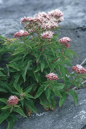 Eupatorium cannabinum \ Wasserdost / Hemp Agrimony, IRL Doolin 8.8.2005