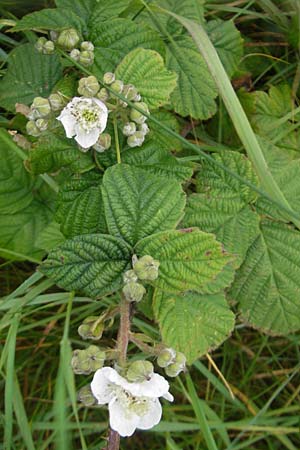 Rubus corylifolius agg. \ Haselblatt-Brombeere / Hazel-Leaved Bramble, IRL Burren, Fanore 15.6.2012
