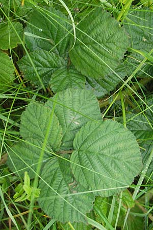 Rubus corylifolius agg. \ Haselblatt-Brombeere / Hazel-Leaved Bramble, IRL Burren, Fanore 15.6.2012