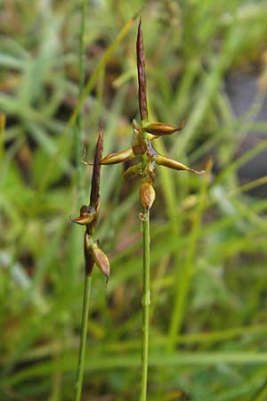Carex pulicaris \ Floh-Segge / Flea Sedge, IRL Burren, Killinaboy 15.6.2012