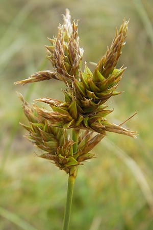 Carex arenaria / Sand Sedge, IRL County Kerry, Glenbeigh 16.6.2012