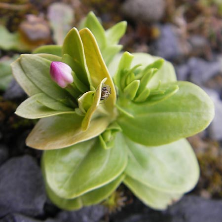 Centaurium littorale \ Strand-Tausendgldenkraut / Seaside Centaury, IRL Burren, Fanore 15.6.2012