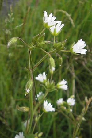 Cerastium fontanum \ Quell-Hornkraut / Common Mouse-Ear, IRL Burren, Lisdoonvarna 15.6.2012