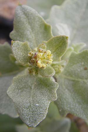 Atriplex laciniata \ Gelappte Melde, IRL County Donegal, Cruit Island 18.6.2012