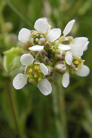 Cochlearia officinalis \ Echtes Lffelkraut / Common Scurvy-Grass, IRL County Donegal, Cruit Island 18.6.2012