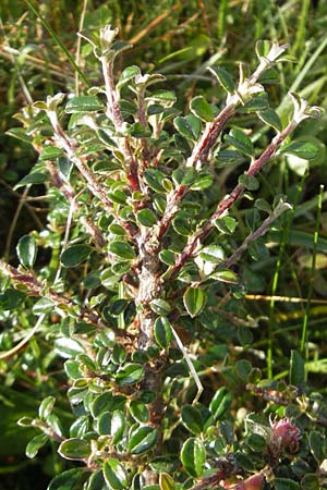 Cotoneaster microphyllus \ Kleinblttrige Zwergmispel / Small-Leaved Cotoneaster, Littleleaf Cotoneaster, IRL County Sligo, Lough Talt 19.6.2012