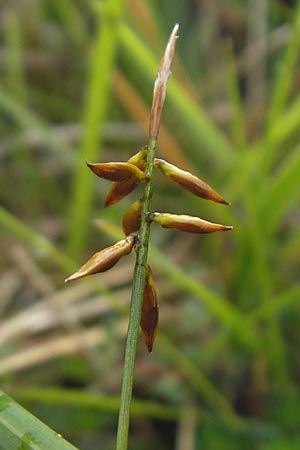Carex pulicaris \ Floh-Segge / Flea Sedge, IRL Burren, Fanore 15.6.2012