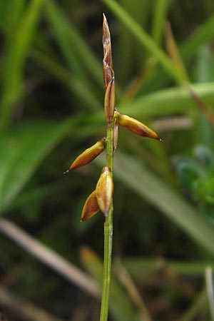 Carex pulicaris \ Floh-Segge / Flea Sedge, IRL Burren, Fanore 15.6.2012
