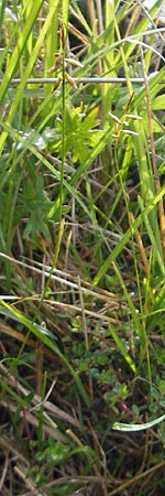 Carex pulicaris \ Floh-Segge / Flea Sedge, IRL Burren, Fanore 15.6.2012