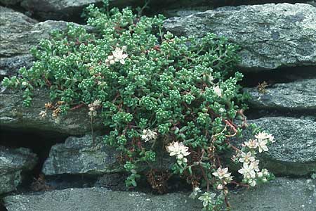 Sedum anglicum \ Englischer Mauerpfeffer / English Stonecrop, IRL Insel/island Skellig Michael 15.8.2005