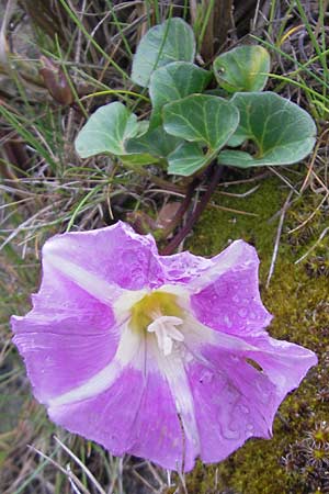 Calystegia soldanella \ Strand-Winde / Sea Bindweed, IRL Burren, Fanore 15.6.2012