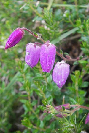 Daboecia cantabrica \ Glockenheide / Irish Heath, IRL Connemara, Clifden 17.6.2012