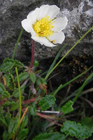 Dryas octopetala \ Silberwurz / Mountain Avens, IRL Burren, Fanore 15.6.2012