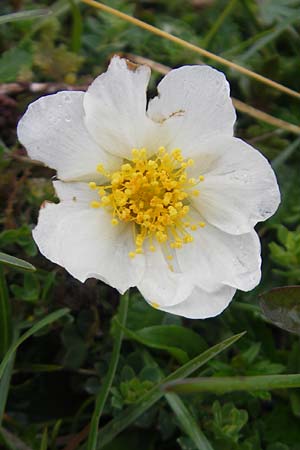 Dryas octopetala \ Silberwurz, IRL Burren, Fanore 15.6.2012