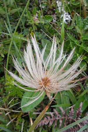 Dryas octopetala \ Silberwurz, IRL Burren, Fanore 15.6.2012