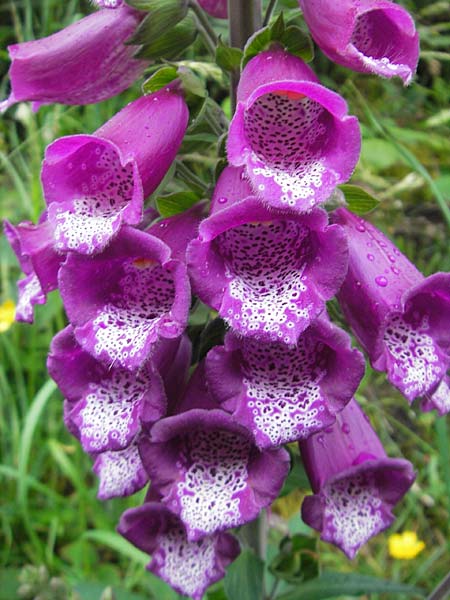 Digitalis purpurea \ Roter Fingerhut, IRL County Kerry, Kells 16.6.2012