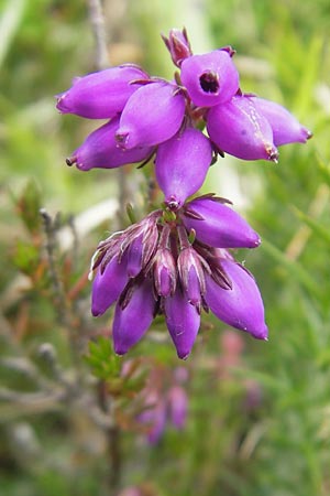 Erica cinerea \ Graue Glockenheide / Bell Heath, IRL Connemara, Clifden 17.6.2012