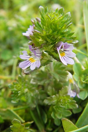 Euphrasia arctica subsp. borealis ? \ Nrdlicher Augentrost / Northern Eyebright, IRL County Kerry, Glenbeigh 16.6.2012