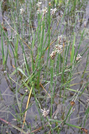 Eleocharis uniglumis \ Einspelzige Sumpfbinse / Spike Rush, IRL County Sligo, Mullaghmore 18.6.2012