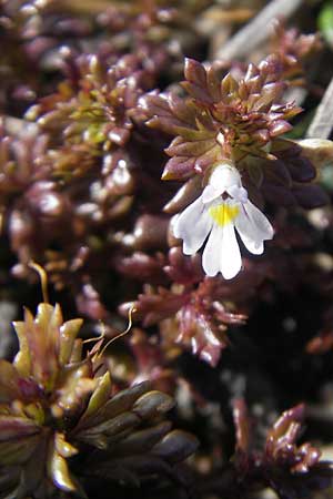 Euphrasia salisburgensis \ Salzburger Augentrost / Irish Eyebright, IRL Burren, Fanore 15.6.2012