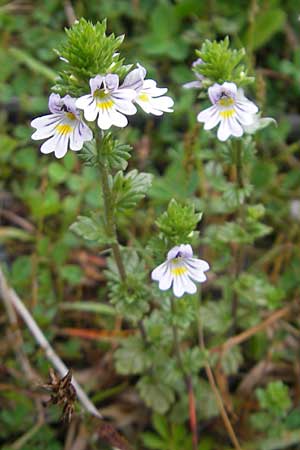 Euphrasia arctica subsp. borealis ? \ Nrdlicher Augentrost / Northern Eyebright, IRL Burren, Lisdoonvarna 15.6.2012