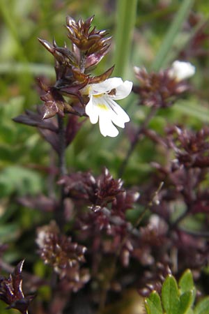 Euphrasia salisburgensis \ Salzburger Augentrost / Irish Eyebright, IRL Connemara, Ballyconneely 17.6.2012